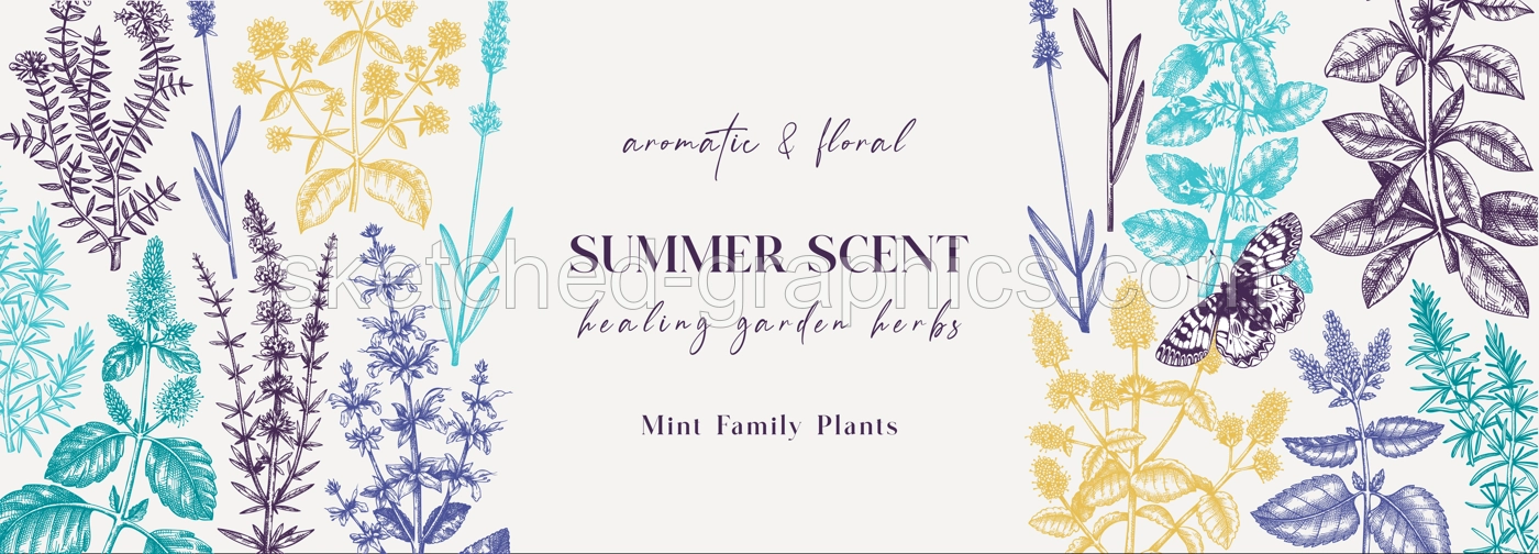 Mint Herbs Banner Illustration
